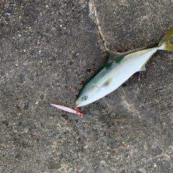 めちゃくちゃ楽しかった!ショアジギング