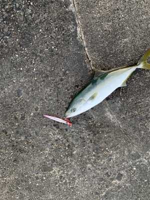 めちゃくちゃ楽しかった!ショアジギング