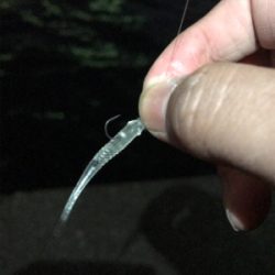 アジング&サビキ