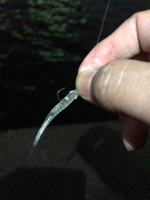 アジング&サビキ