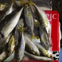 アジング練習 70