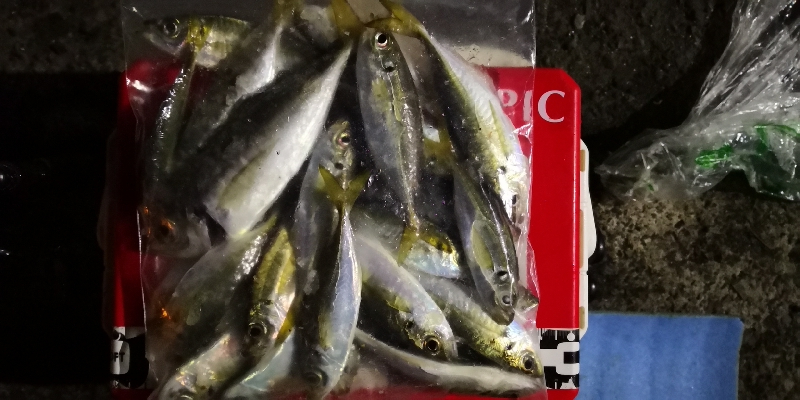 アジング練習  70