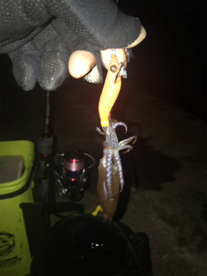 ヒイカ釣り時々アジング(^^)