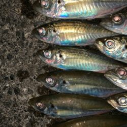 松部港 アジサビキ釣り