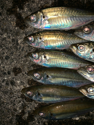 松部港 アジサビキ釣り