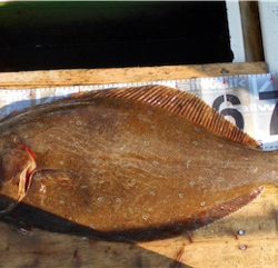 ヒラメ　　鳴門　正和丸