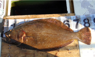 ヒラメ　　鳴門　正和丸