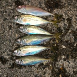 松部港 アジサビキ