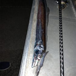 北風とタチウオ