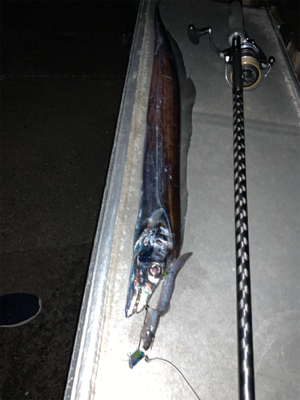 北風とタチウオ