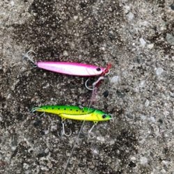 大量のベイトが防波堤に接岸!