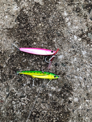 大量のベイトが防波堤に接岸!