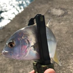 デイアジング、メバリング