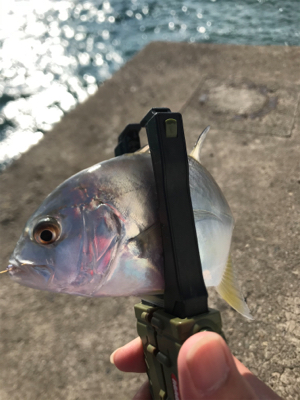 デイアジング、メバリング