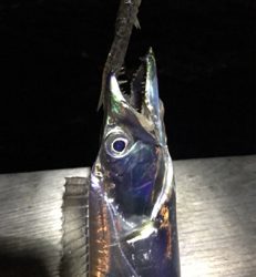 マヅメでツヌケ