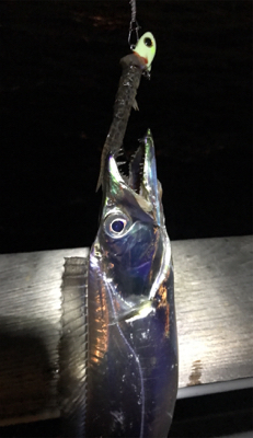 マヅメでツヌケ