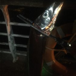 遅い時間も活性高い