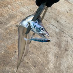 今日のタチウオは激シブ