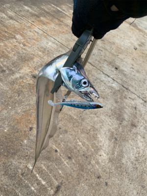 今日のタチウオは激シブ