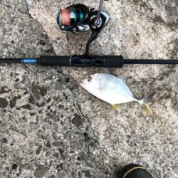 楽しいアジング