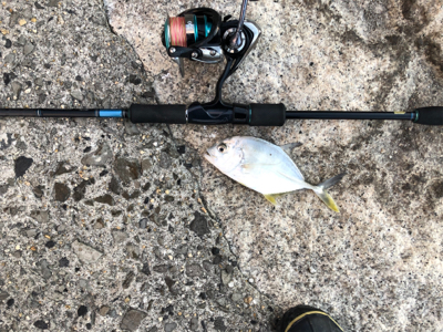 楽しいアジング