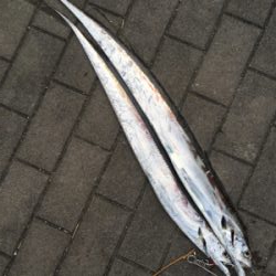 太刀魚、朝マヅメの15分時合。。。