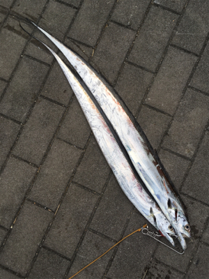 太刀魚、朝マヅメの15分時合。。。