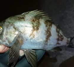 ナイトメバリング