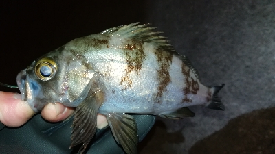 ナイトメバリング