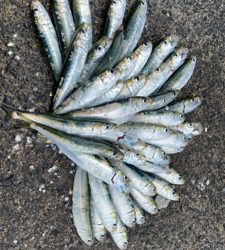 ランガンアジング！？