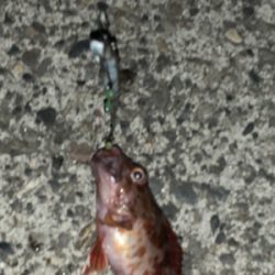 テンヤにガシラ