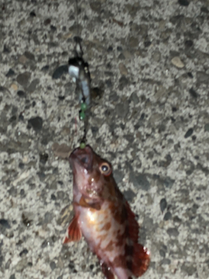 テンヤにガシラ