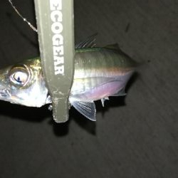 ナイトアジング