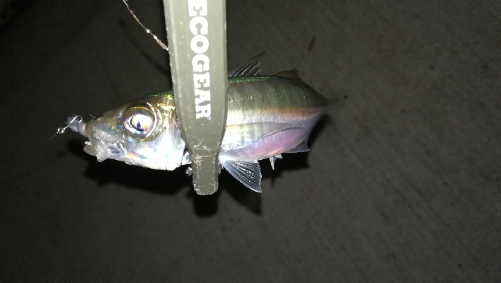 ナイトアジング