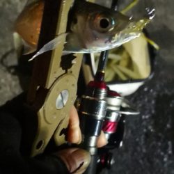 アジング練習 71