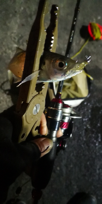 アジング練習 71