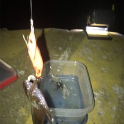 心折れそうなヒイカ釣り(><)