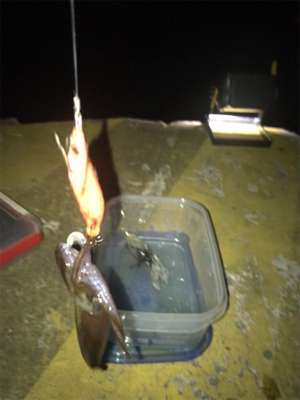 心折れそうなヒイカ釣り(><)