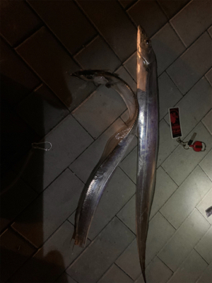 久しぶりに爆釣