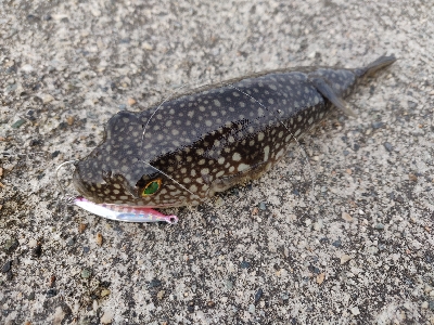 ライトゲームで四目