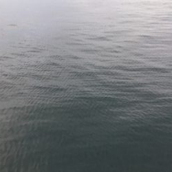 今朝は朝マヅメ太刀魚時合無く。。。