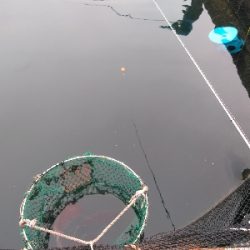 今季最後の海上釣堀