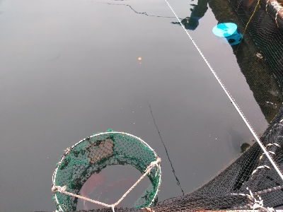 今季最後の海上釣堀