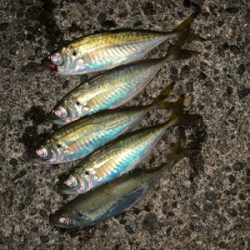 松部港 アジサビキ釣り