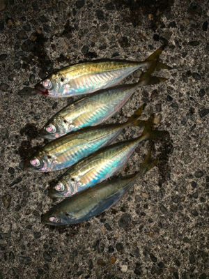 松部港 アジサビキ釣り