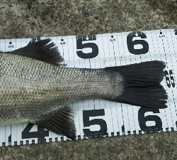 少しずつ大きくなってきた!