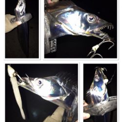 湾奥タチウオ、若潮に苦戦。