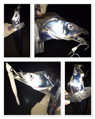 湾奥タチウオ、若潮に苦戦。