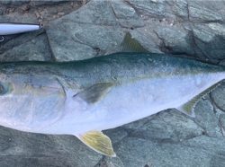 ヒラスズキ開拓