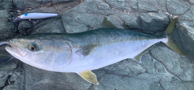 ヒラスズキ開拓